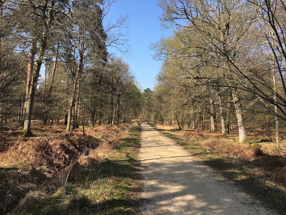 New Forest National Park Walks and Cycling