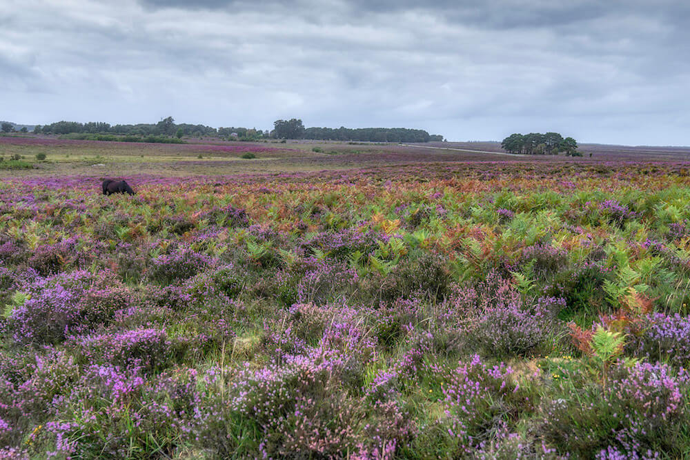 Beautiful heath land of the New Forest
