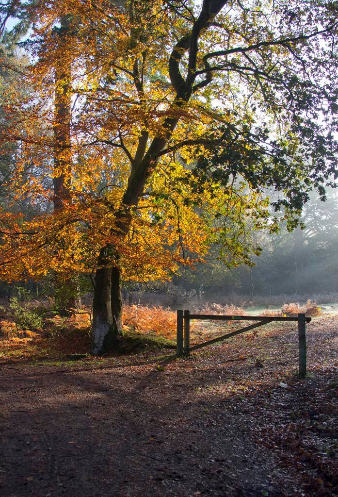 Classic New Forest Walks - Enjoy getting lost at Round Hill