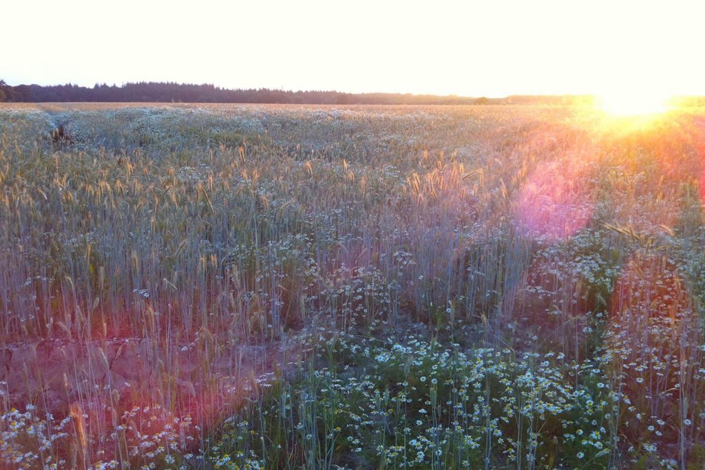 Sunset fields near Lymington