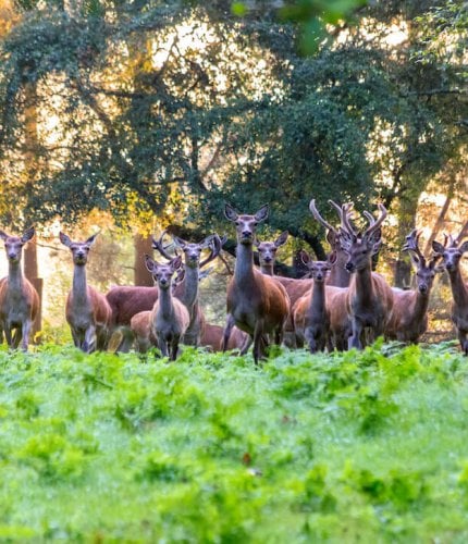 New Forest Escapes 