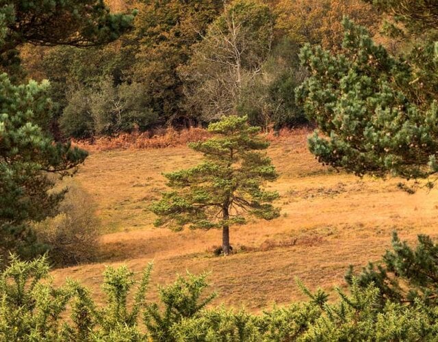 Little Patch New Forest Escapes