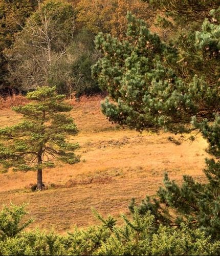 New Forest Escapes 