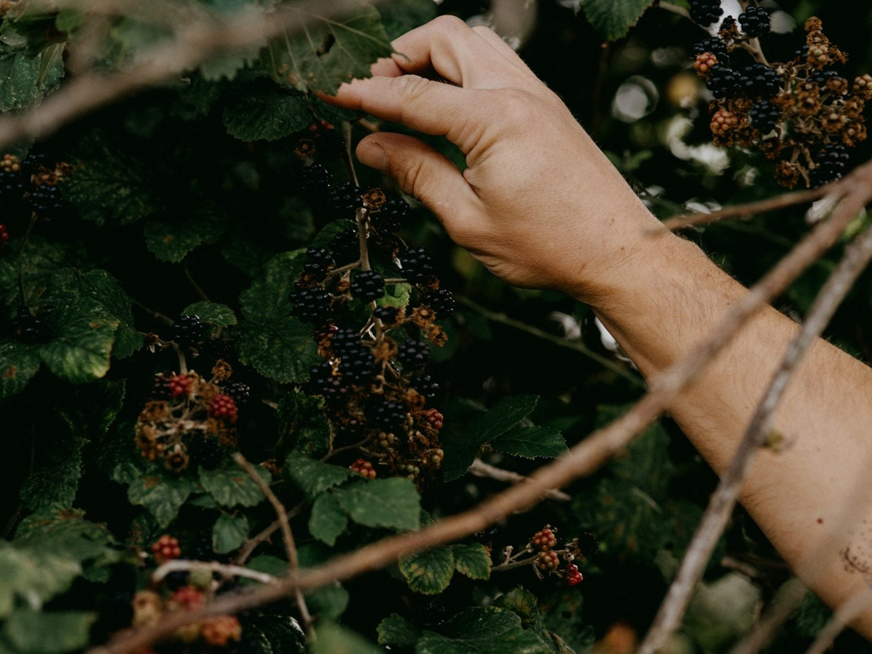 Picking blackberries in the New Forest
