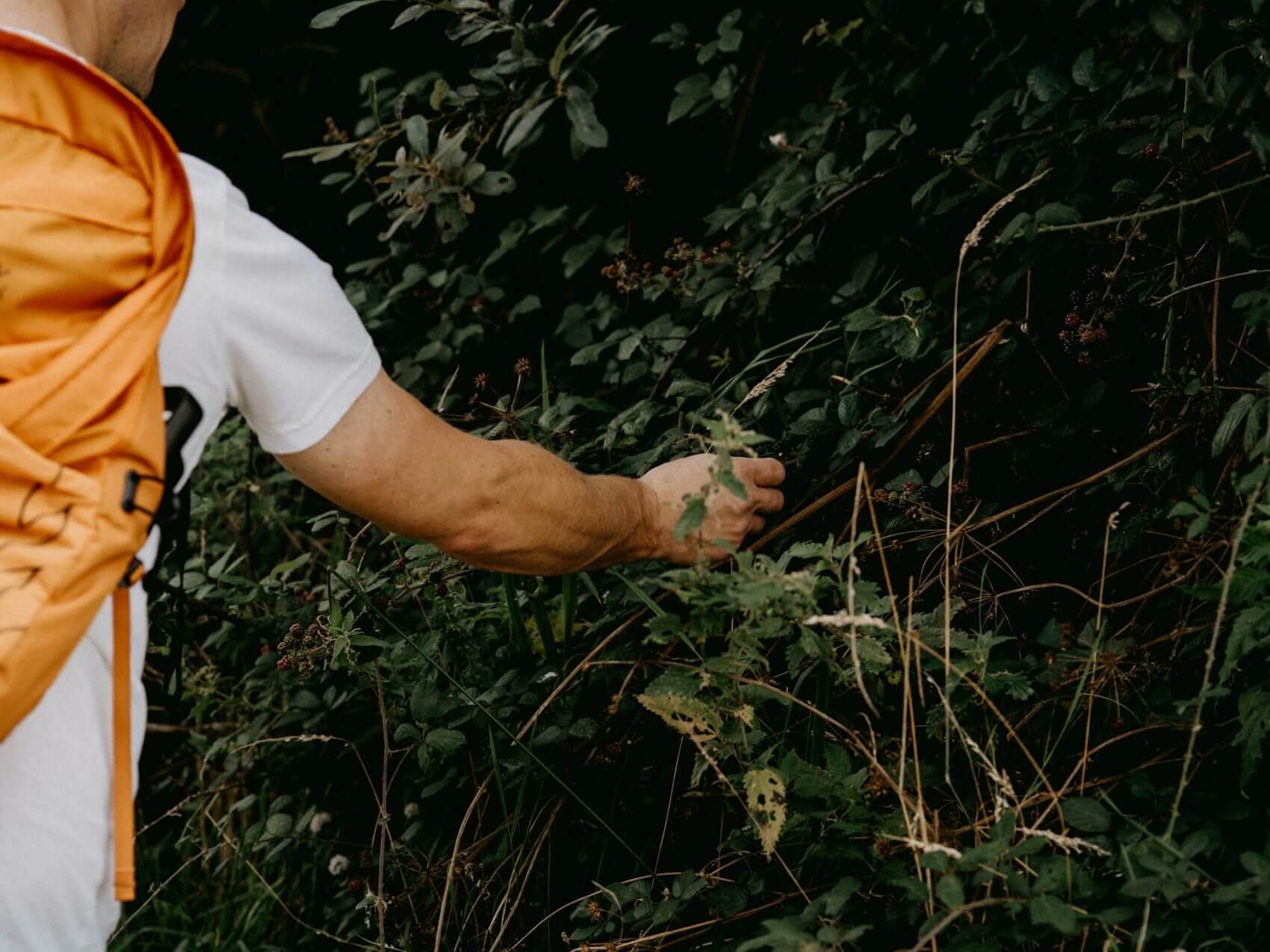 Man foraging blackberries in New Forest