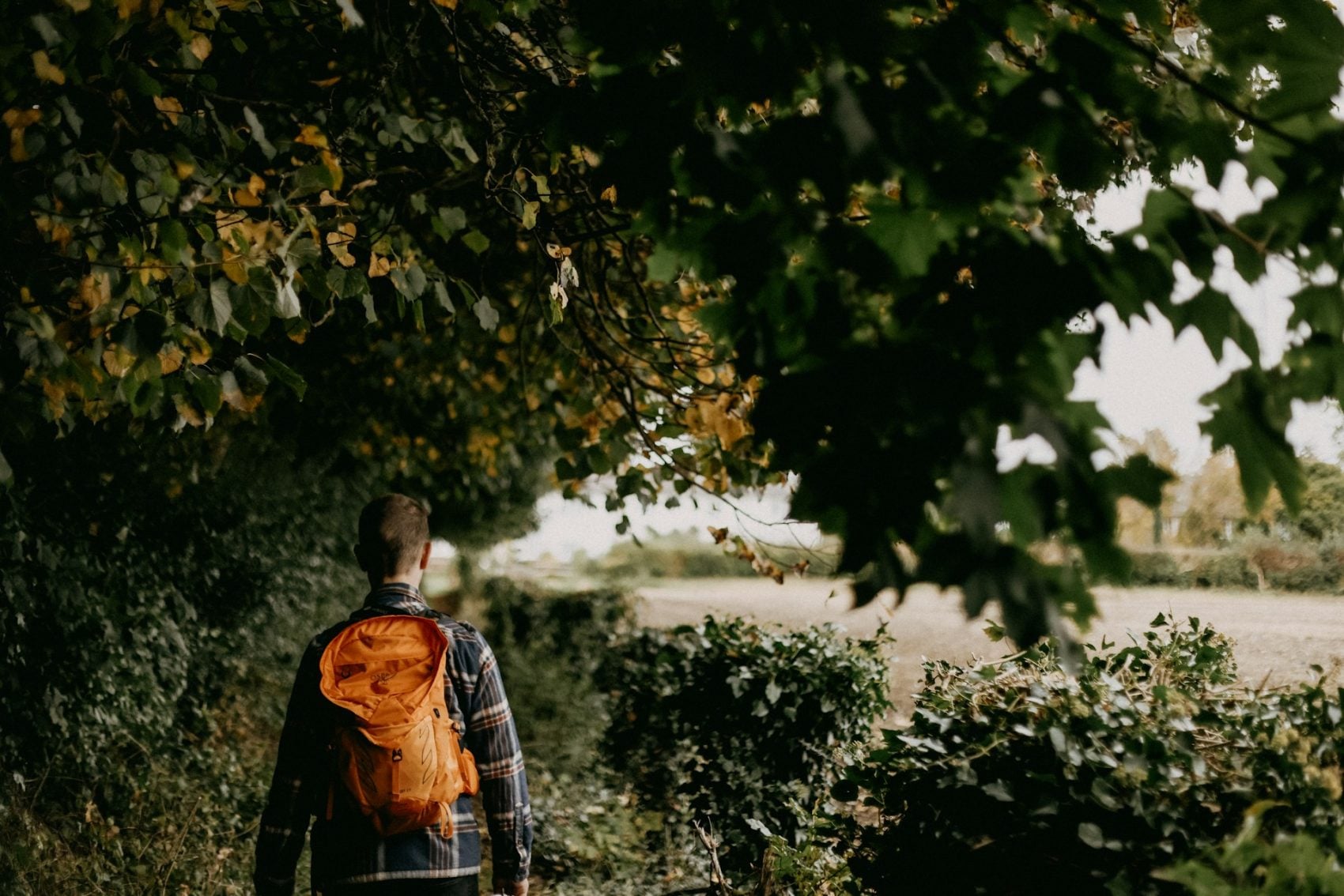 Man walking in the New Forest