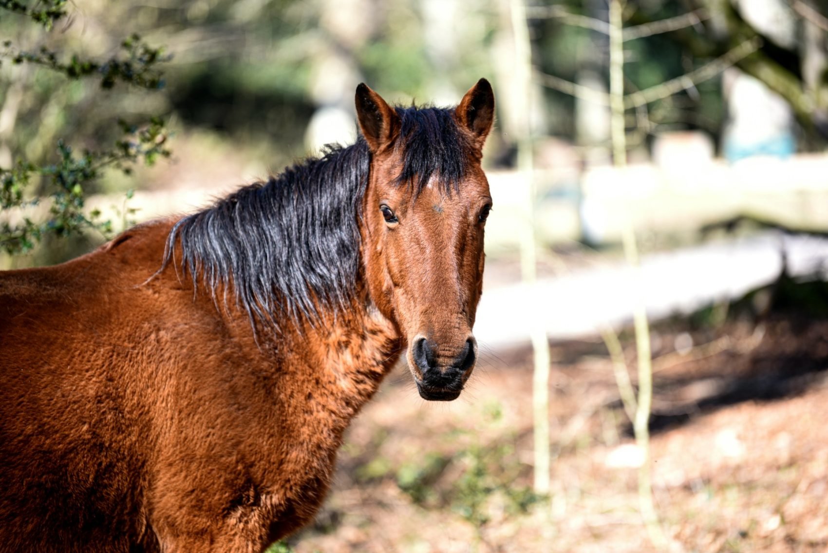 Brown New Forest pony