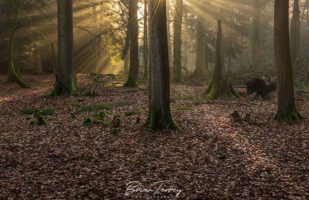 Trees in Bolderwood