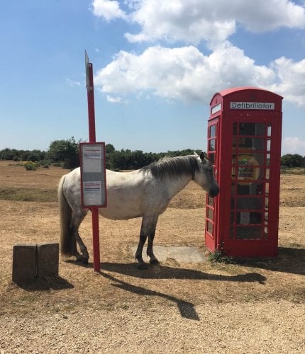 New Forest Escapes 