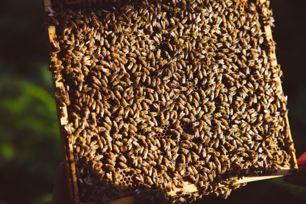 bees on a honey rack