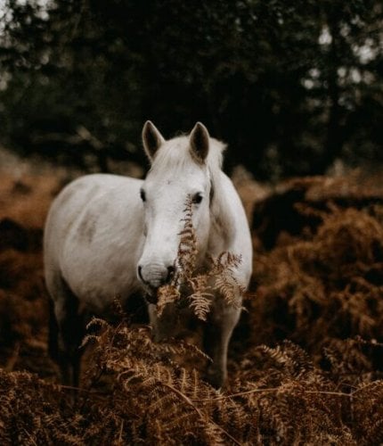 New Forest Escapes 