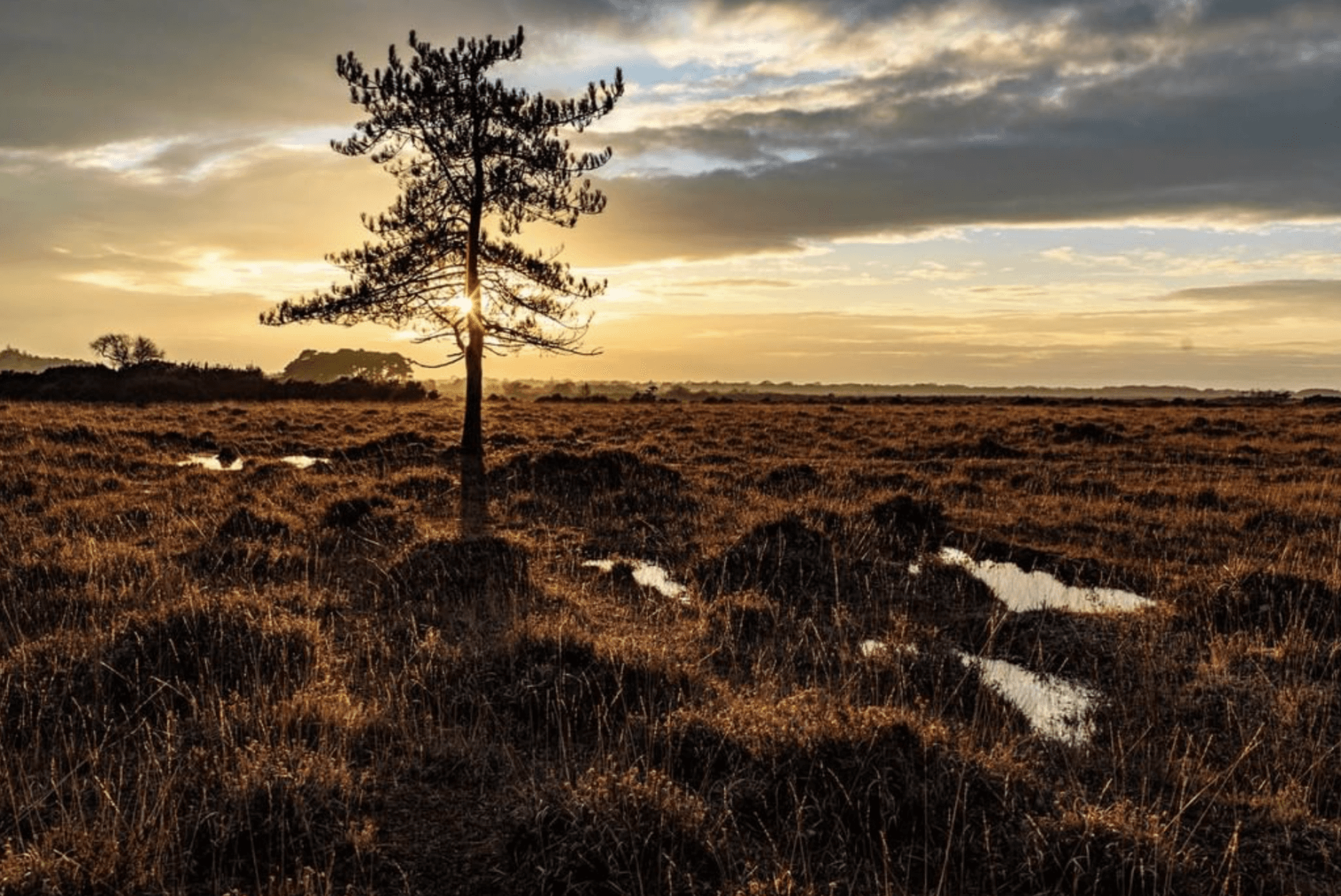 Top 10 picnic spots in the New Forest New Forest Escapes