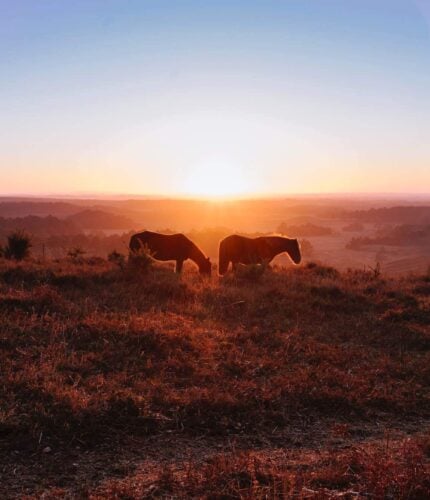 New Forest Escapes - October Half Term Getaways