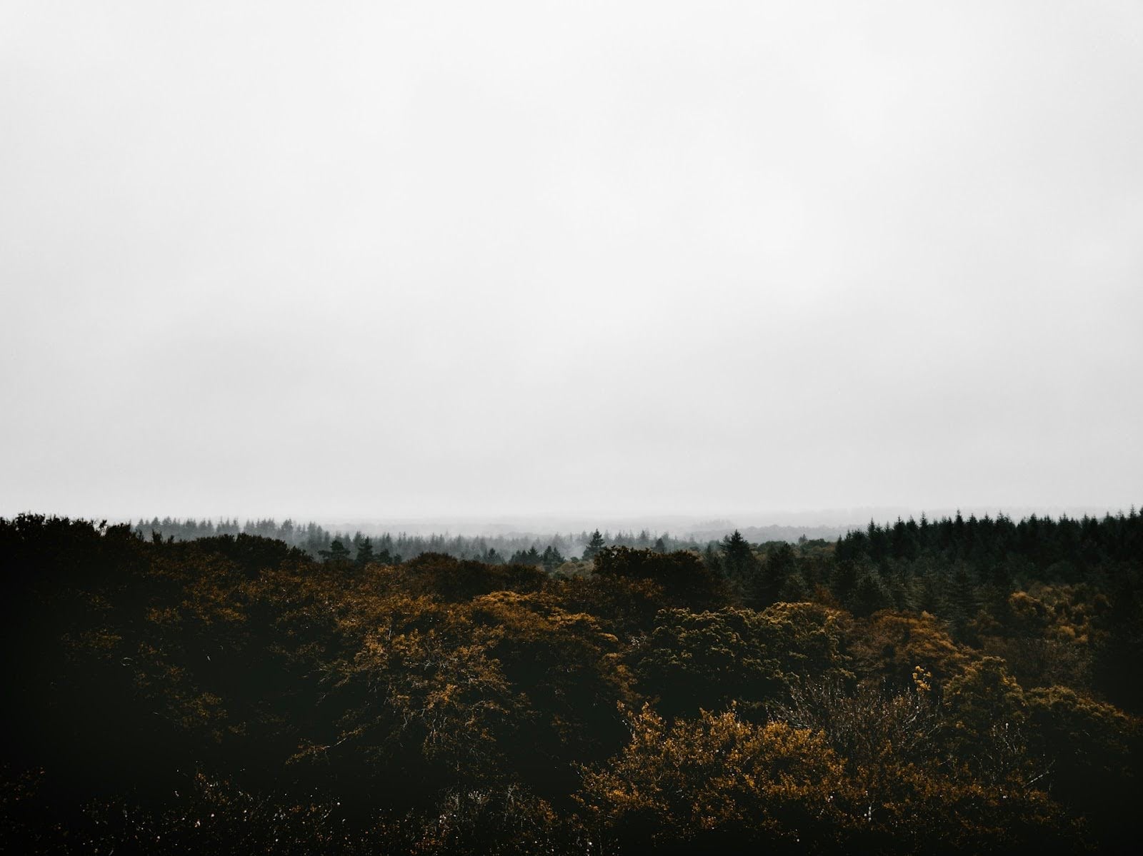 New Forest heathland