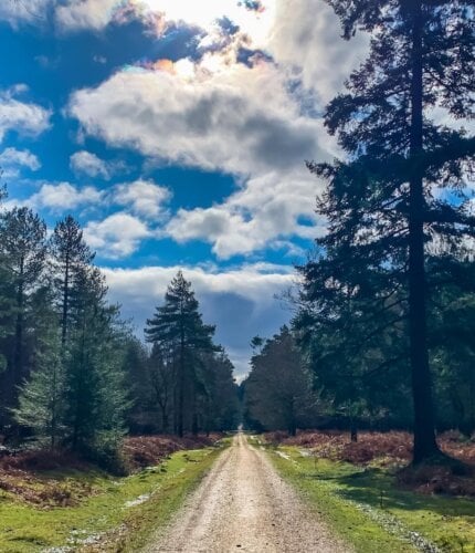 New Forest Escapes 