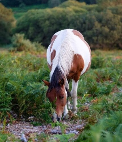 New Forest Escapes 