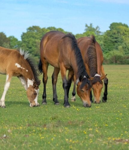 New Forest Escapes 