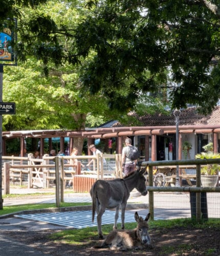 New Forest Escapes 