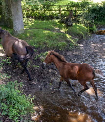 New Forest Escapes 