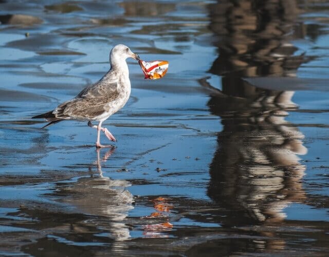 seagull bird eating plastic