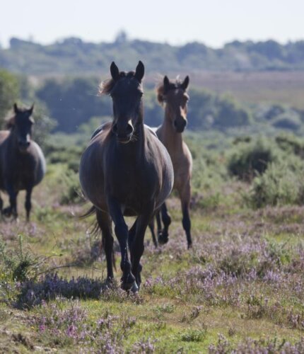 New Forest Escapes - Insider’s Guide to Sway