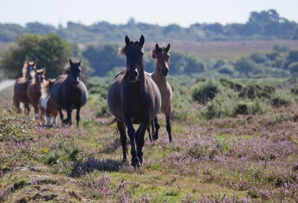 New Forest ponies