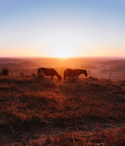New Forest Escapes - Insider’s Guide to Burley and Ringwood