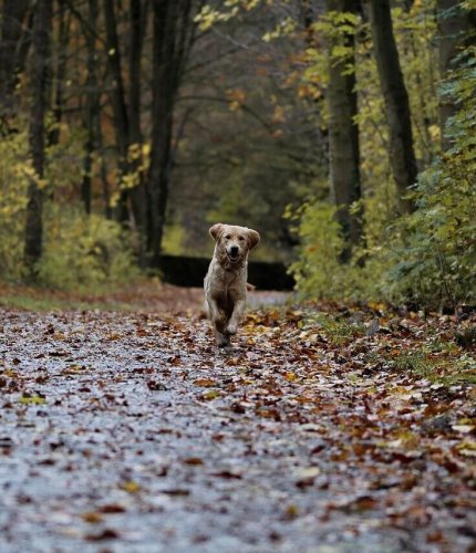 New Forest Escapes - Dog Friendly Getaways