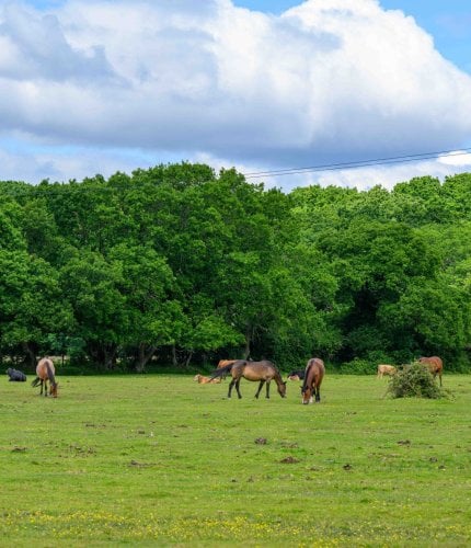 New Forest Escapes 