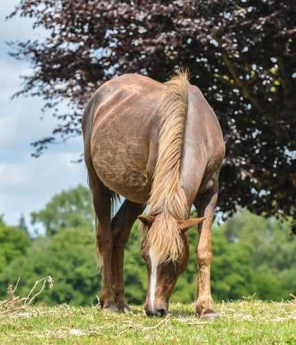 New Forest Escapes 