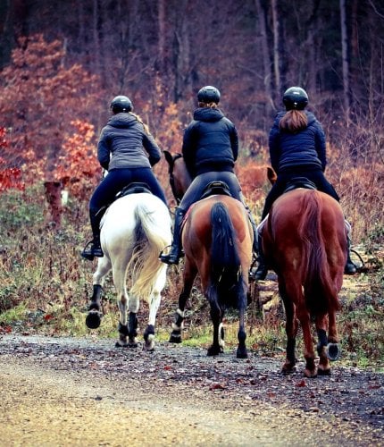 New Forest Escapes