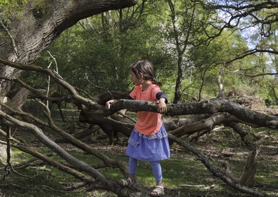 Child climbing tree in Brockenhurst