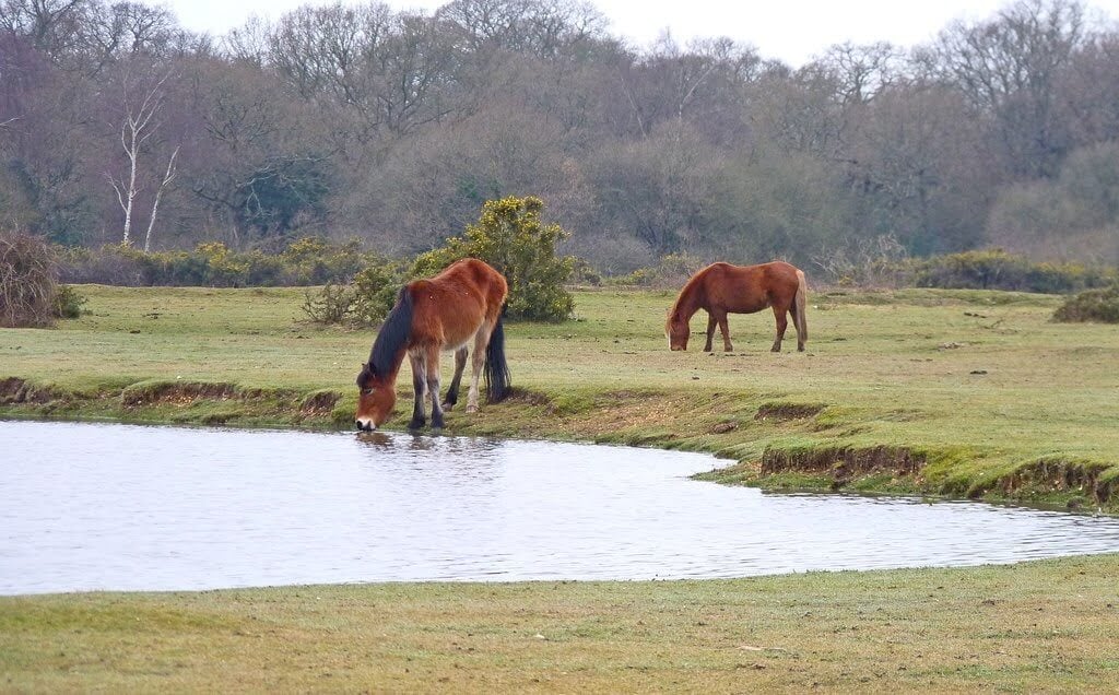 Ponies drinking from Janesmoor Pond