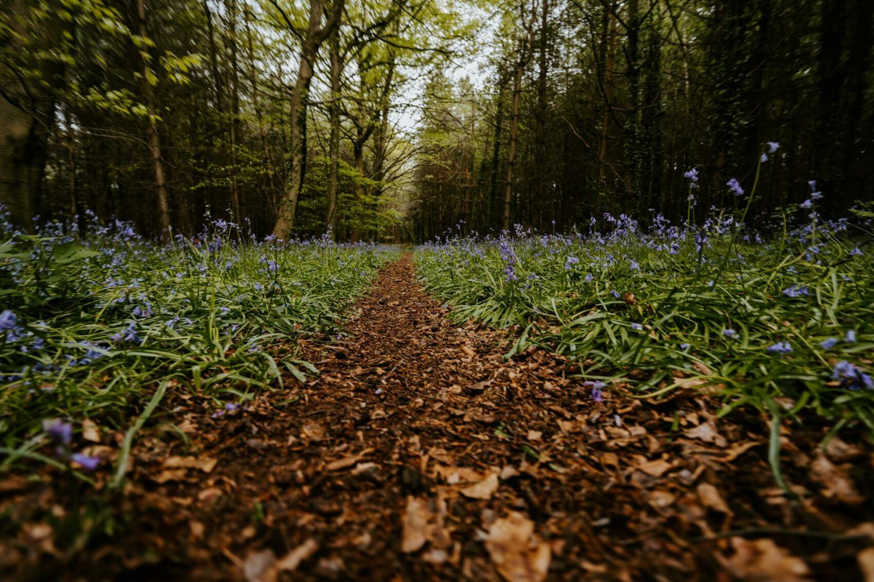 Bluebells on forest floor