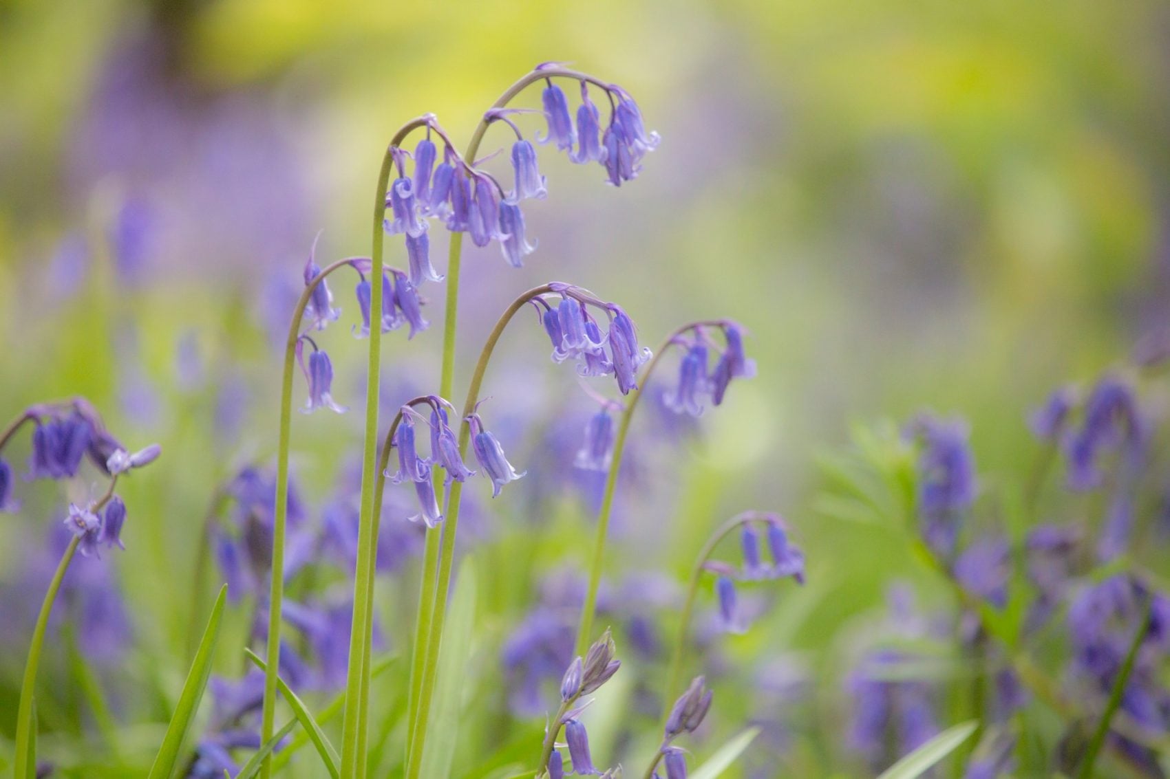 Bluebell flowers