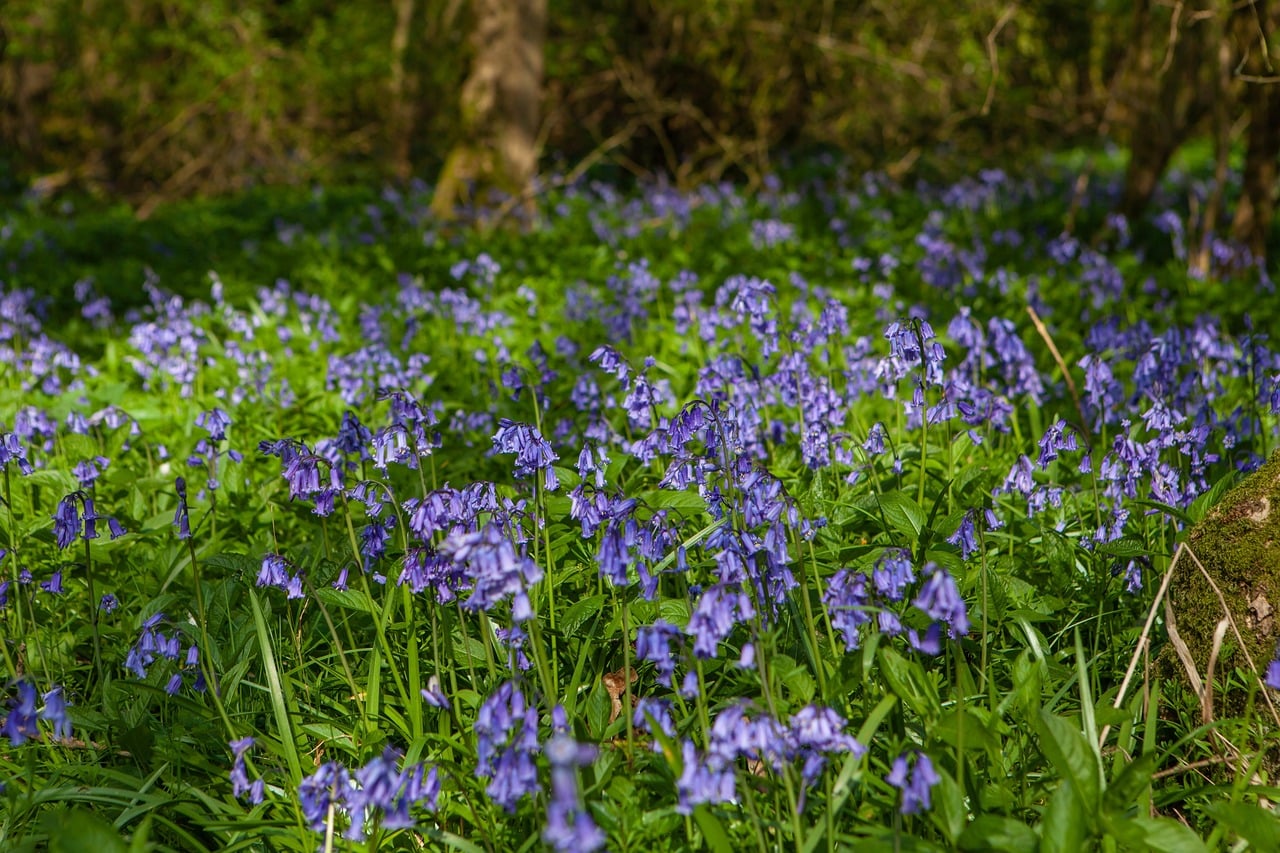 Patch of bluebells