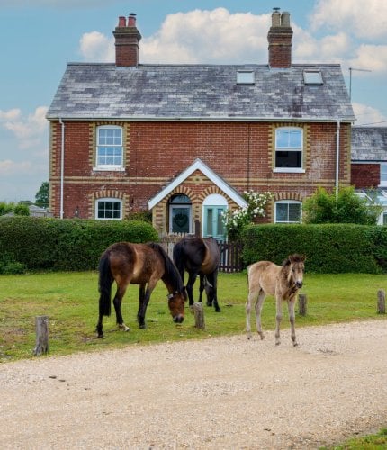 New Forest Escapes - Forest View