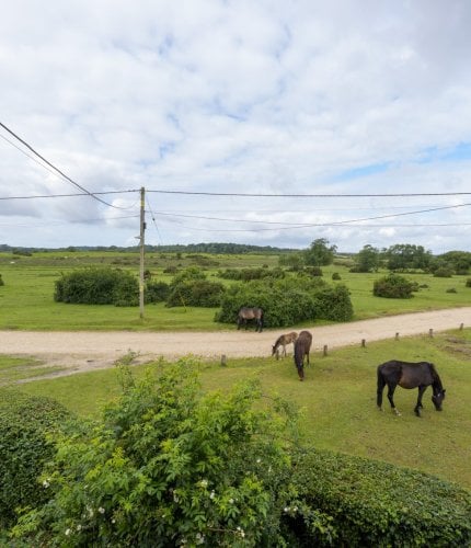 New Forest Escapes 
