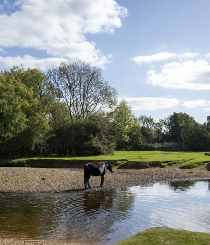 New Forest Escapes 