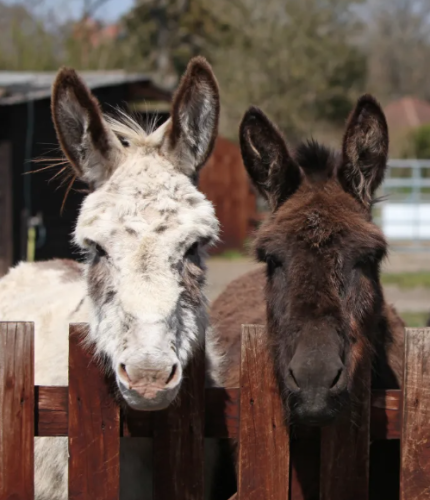 New Forest Escapes 