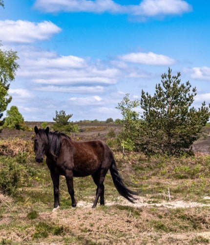 New Forest Escapes 